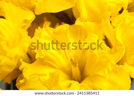 Beautiful narcissus flowers as background, closeup