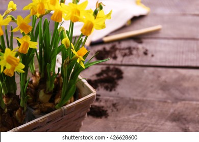 Beautiful Narcissus In Pot On Wooden Background