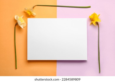 Beautiful narcissus and rectangular blank card on color background