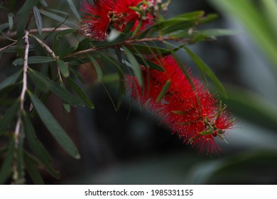 Beautiful Native Australian Bottlebrush Flower