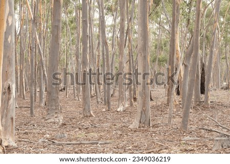 Beautiful native dry eucalyptus forest