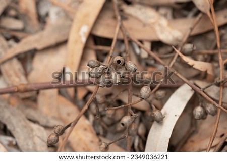Beautiful native dry eucalyptus forest