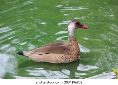 Beautiful native duck in the Amazon river, Belem do Pará state of Brazil