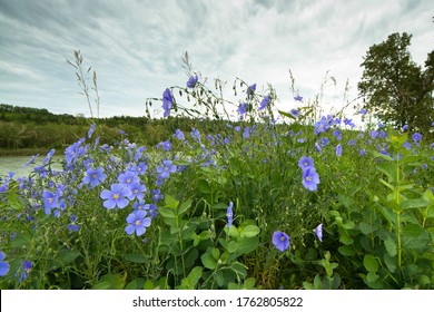 linum perenne lewisii