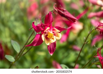 Beautiful native wild flower of western Canada. Aquilegia formosa, crimson columbine, western columbine, or red columbine. Close-up vibrant red and yellow color flower. Columbine in green garden