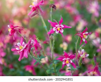 Beautiful native wild flower of western Canada. Aquilegia formosa, crimson columbine, western columbine, or red columbine. Close-up vibrant red and yellow color flower. Columbine in green garden