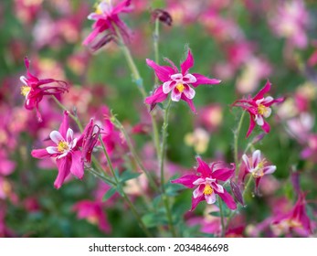 Beautiful native wild flower of western Canada. Aquilegia formosa, crimson columbine, western columbine, or red columbine. Close-up vibrant red and yellow color flower. Columbine in green garden