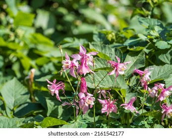 Beautiful native wild flower of western Canada. Aquilegia formosa, crimson columbine, western columbine, or red columbine. Close-up vibrant red and yellow color flower. Columbine in green garden