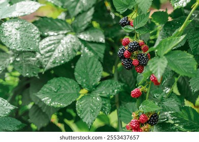 A beautiful natural background of blackberries grows on a bush.