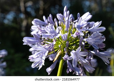 Beautiful natural background blue and white flowers agapanthus umbrella close up

