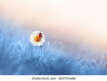 Beautiful natural background with daisy wheel and ladybug in blue, cornflower and pink colors. Colorful elegant gentle artistic image  of spring summer outdoors nature in morning.