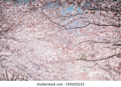 Beautiful natural background of Japanese spring and blooming sakura trees. Branch of cherry blossoms in selective focus and blurred flowers in distance.