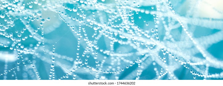Beautiful natural background with necklace of water droplets on a cobweb in grass in spring of summer in blue tones. Texture Dew drops on a spider web in nature close-up macro with soft focus. - Powered by Shutterstock