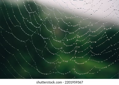 Beautiful natural background with a necklace of water drops on a cobweb in the grass in spring summer. The texture of the dew drops on the web in nature macro macro with soft focus. High quality photo - Shutterstock ID 2201959367