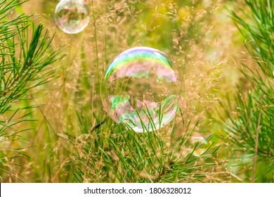 Beautiful natural background, soap bubble among pine branches and grass close-up. - Shutterstock ID 1806328012