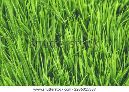 beautiful natural background from solid grass. uncut grass.