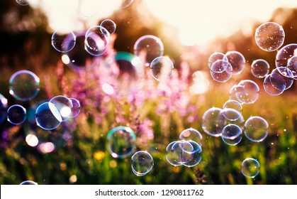beautiful natural background with summer clear green meadow with pink flowers and soap bubbles brightly shimmer and fly in the air at lilac sunset