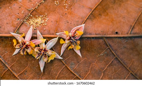 Beautiful Natural Flower Of Cocoa Fruit At Harvest Time