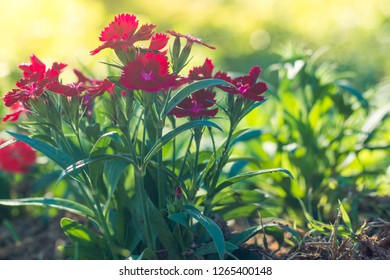 Beautiful Natural Flowers Stock Photo 1265400148 | Shutterstock