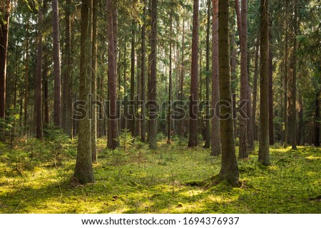 A beautiful natural forest in the Knyszyńska Forest