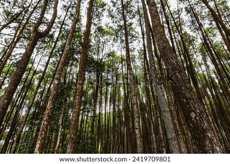 Similar – Image, Stock Photo Many pine trees in the park. Sorted neatly.