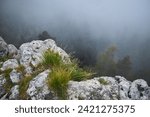 Beautiful natural landscape. Alpine plants on a rock against the background of mountains in the fog.