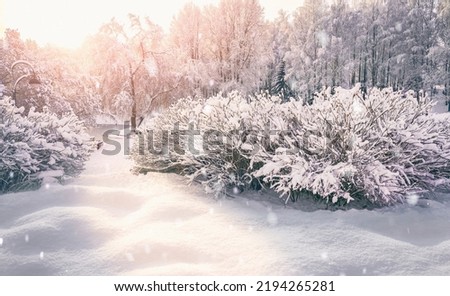 Beautiful natural landscape of winter park with snowdrifts, bushes, trees covered with frost and snow caps, illuminated by soft sunlight.
