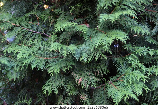 Beautiful Natural Macro Green Foliage Background Stock Photo Edit