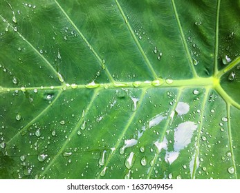 A beautiful natural pattern big green leave and its wet   water drop in rainy day   rainy season  An elephant ear plant   it’s simple beauty nature in the forest  