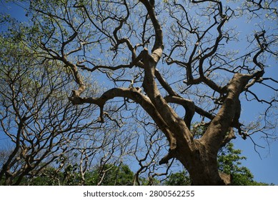 Beautiful natural pattern of twisting tree branches and twigs spreading across a vibrant blue sky during a sunny day.