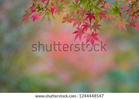 Similar – Image, Stock Photo Asian fans Nature Spring