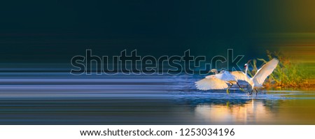 Similar – Great crested grebe swimming on a lake