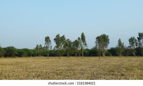 Beautiful Natural Scenery Of A Field Near Hesaraghatta Bangalore. Nature Image Of Karnataka India.