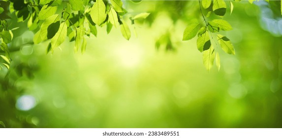 Beautiful natural spring summer defocused background with fresh lush foliage and bokeh in nature. - Powered by Shutterstock