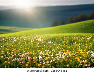 Beautiful natural spring summer landscape of a flowering meadow in a hilly area on a bright sunny day. Many flowers in a field in green grass. Small zone of sharpness. - Powered by Shutterstock