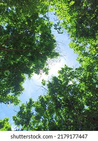 Beautiful Natural Tree Canopy Picture 