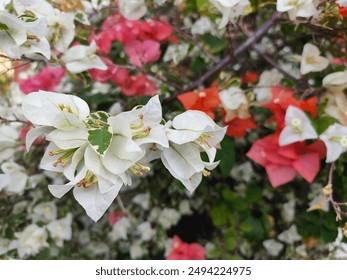 Beautiful natural white varigata bougainvillea flower ( paper flower ) close up - Powered by Shutterstock