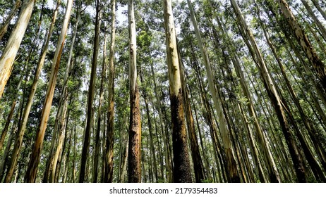 Beautiful natural woods pattern formed by Eucalyptus trees in forest in Gudalur to Ooty road. Amazing landscape view of natural pattern for tourists. Perfect for relaxation and familytime.  - Shutterstock ID 2179354483
