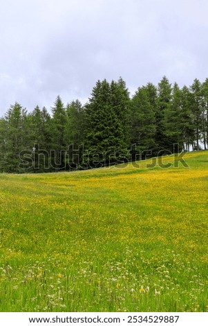 Similar – Blumenwiese, Nadelholzwald