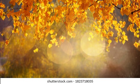 Beautiful Nature Autumn Background, selective focus. Golden autumn birch tree on blurred background close up. Autumn scene on October sunny day