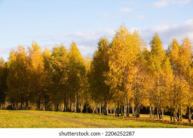 Beautiful Nature Autumn Landscape. Autumn Park With Birch Trees In Sunny Day. Natural Countryside Wallpaper