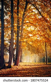 Beautiful Nature Autumn Landscape. Scenery View On Autumn City Park With Golden Yellow Foliage In Sunny Day. Walking Path In The City Park Strewn With Autumn Fallen Leaves. Vertical Image