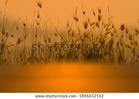 Similar – Image, Stock Photo Summer evening in the Camargue III