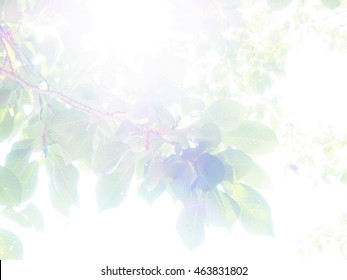 Beautiful nature background / green leaves of cherry tree, so bright sunlight - Shutterstock ID 463831802
