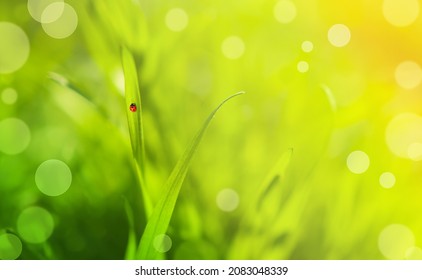 Beautiful Nature Background With Morning Fresh Grass And Ladybug. Template For Design.