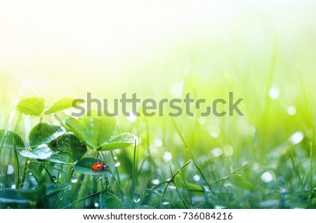 Beautiful nature background with morning fresh grass and ladybug. Grass and clover leaves in droplets of dew outdoors in summer in spring close-up macro. Template for design