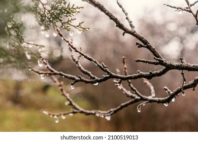 Beautiful nature background and tektura, frozen raindrops on bare branches, freshness and cleanliness concept - Powered by Shutterstock