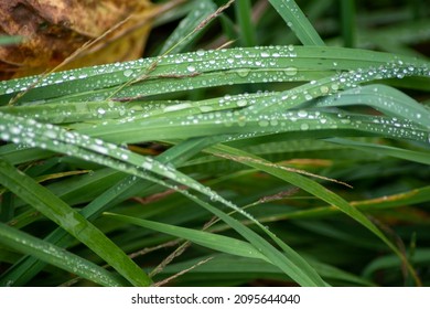 Beautiful Nature Background With Wet Grass And Fall Leaves With Dew Drops On The Long Green Leaves. Great Abstract Look And Textured Surfaces, No People, With Copy Space, Shot In Natural Light.