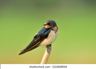 Beautiful nature, barn swallow (Hirundo rustic) or pacific swift small fat bird perching on thin bamboo twig over green rice farm
