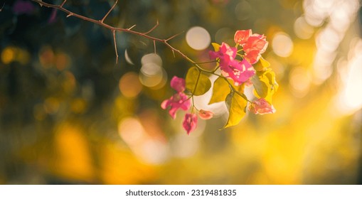Beautiful nature closeup bougainvillea flowers natural green lush foliage blurred summer background. Abstract peaceful ecology landscape with flowers meadow. Dream sunset love blooming floral macro